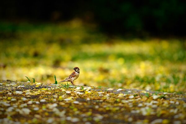 Eine Lichtung im Wald ist ein kleiner Vogel