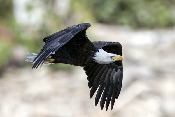 A bird soars in the sky