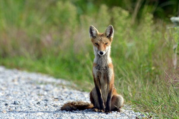 A red fox basks in the rays of the sun