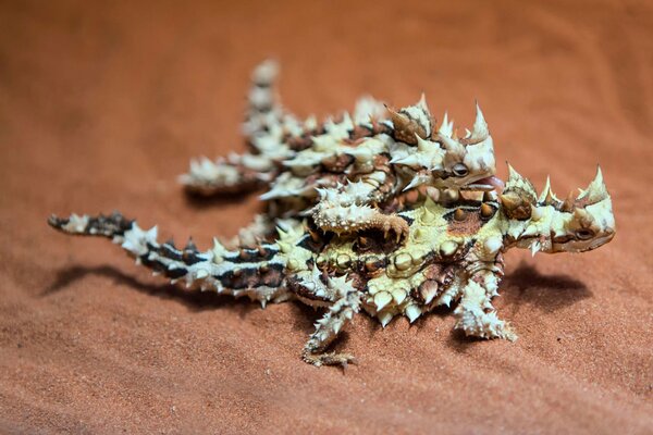 Zwei australische Eidechsen sind ein stacheliger Teufel auf braunem Sand