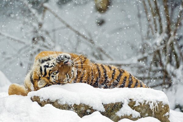 Tigre dell Amur crogiolarsi nella neve