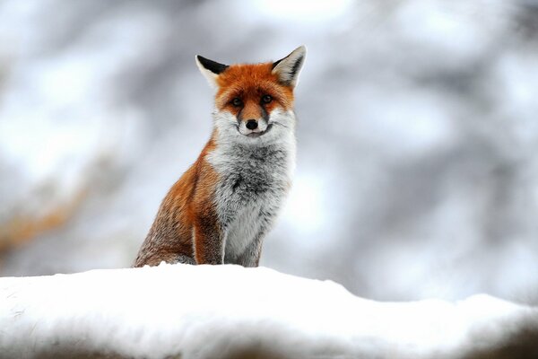 Zorro rojo en el bosque cubierto de nieve