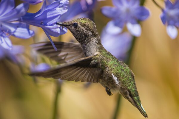 Colibri boit une fleur nictar