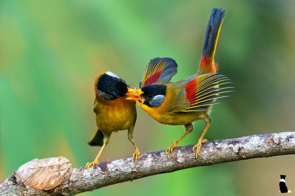 Dos aves tropicales en una rama