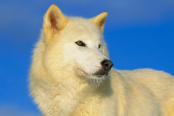 El lobo blanco Mira al cielo