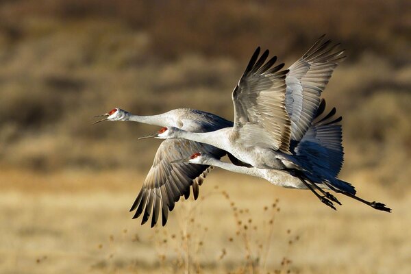 A trio of storks takes off, the large wingspan is mesmerizing