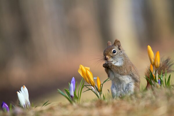 Écureuil roux et Crocus printaniers