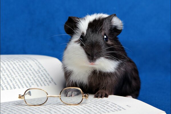 A guinea pig is reading a book