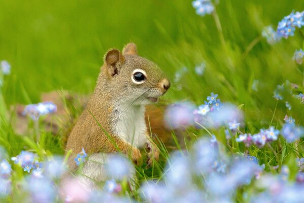 A red squirrel among forget-me-nots