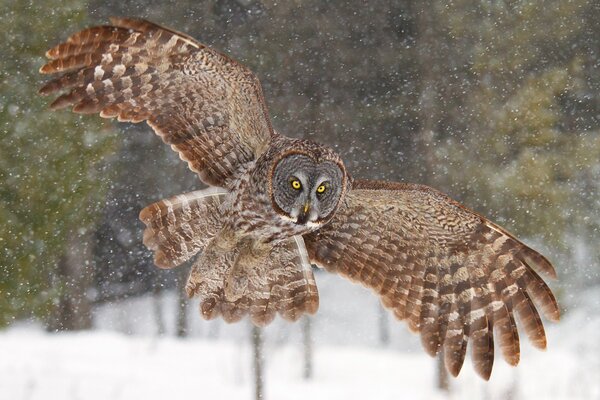 Eule mit leuchtend gelben Augen, die im Winter fliegt