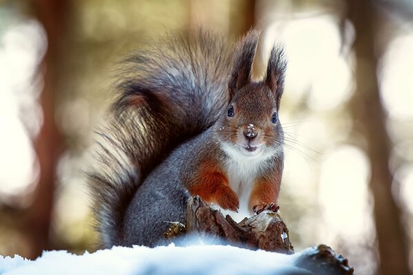 A squirrel with a fluffy tail is sitting in the snow