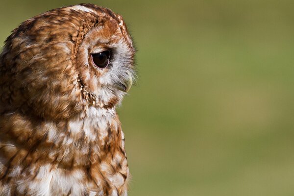 The owl looks with sad eyes