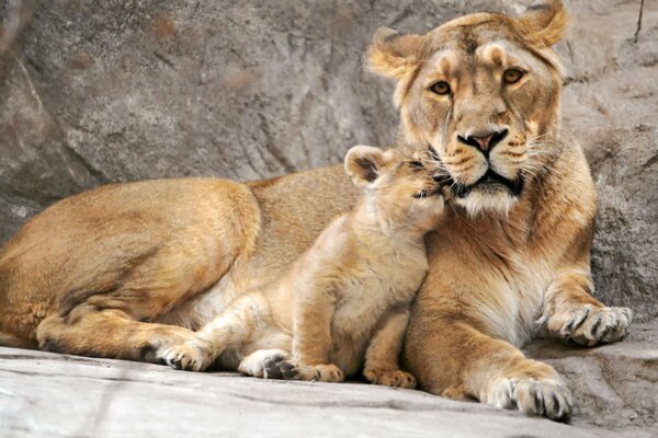 The little lion cub gently cuddles up to the mother lioness