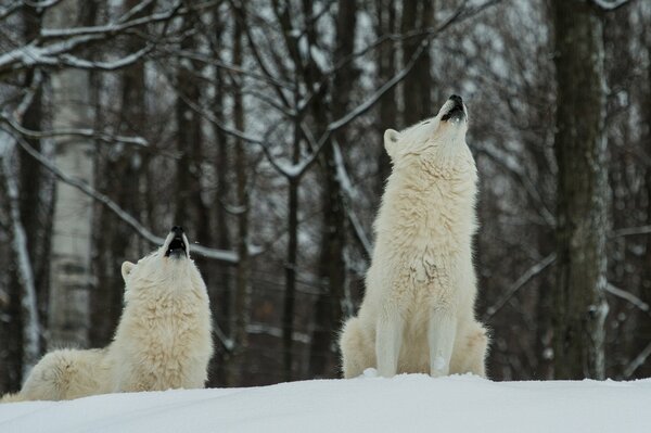 Deux loups blancs dans la forêt sur la neige, ont soulevé un hurlement dans tout le comté
