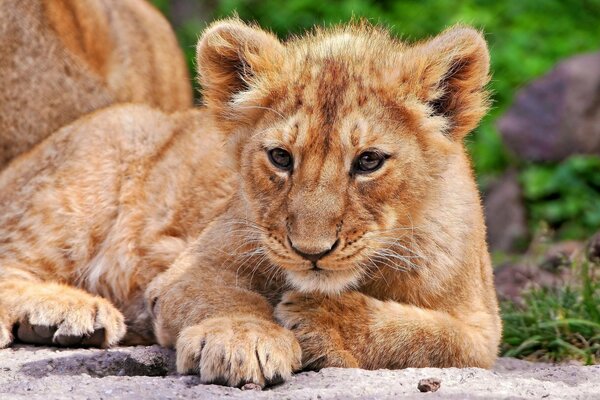 Lionceau mignon se trouve dans la nature