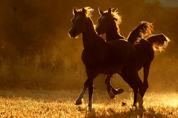 Beautiful running of two horses