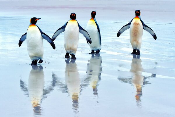 Pingouins royaux dans la mer sur la plage