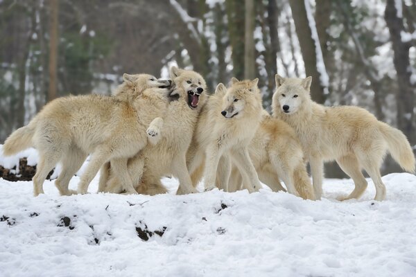 Gregge di lupi sulla neve