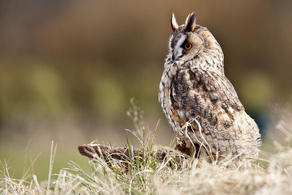 The owl is sitting in the field in profile