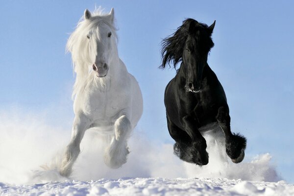 Yin Yang, animali, cavallo bianco e nero, cavallo, cavallo