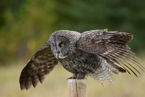 The bearded owl spread its wings