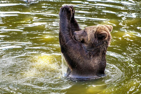 A brown bear is sitting in the water