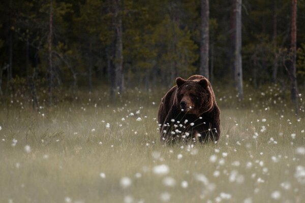 Orso bruno in una radura della foresta