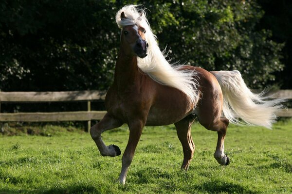 Crinière blanche d un cheval flottant dans le vent