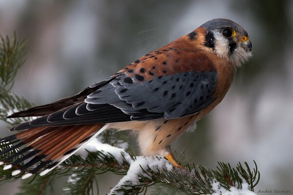 A beautiful bird on a winter branch