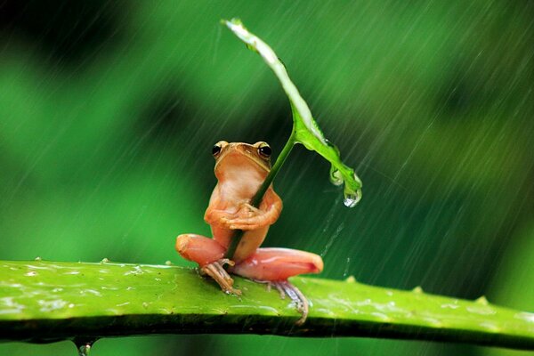 Linda rana sentada bajo la lluvia y sosteniendo una hoja