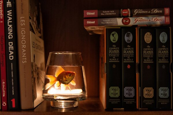 Dans un verre, debout dans le placard parmi les livres, un poisson flotte