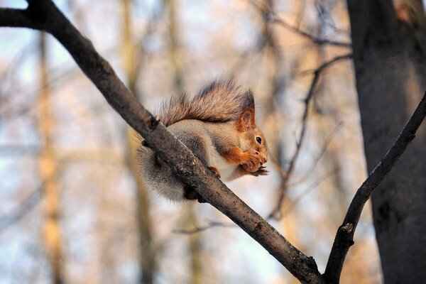 Squirrel nibbles nuts on a branch