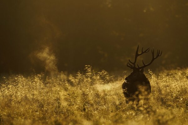 Im Morgengrauen kam ein Reh ins Feld