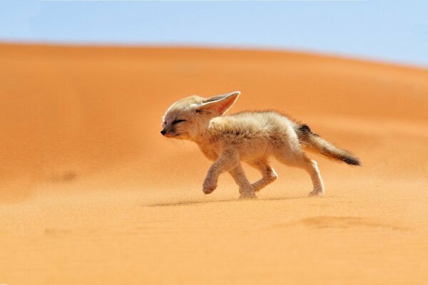 A little desert dweller runs through the sand