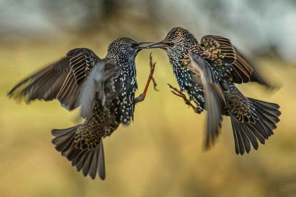 Pájaros en vuelo