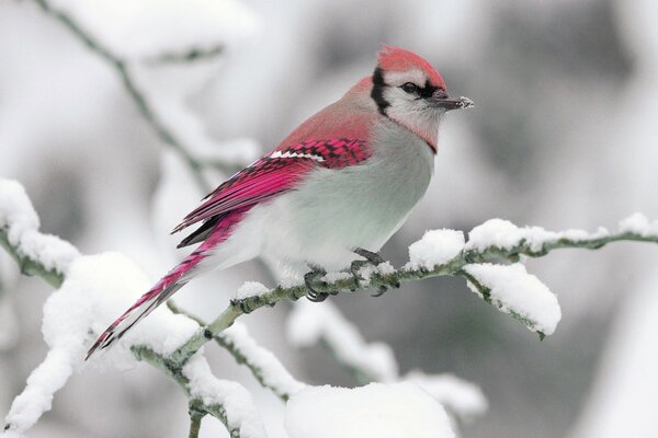 Winter bird on a snowy branch