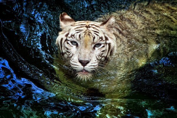 White tiger swims in dark water