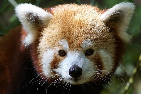 Petite Rousse Panda dans les bois