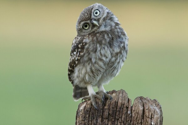 The mottled owl looks with its head turned