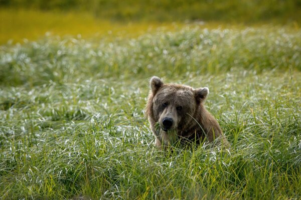 The bear cub is basking among the grass