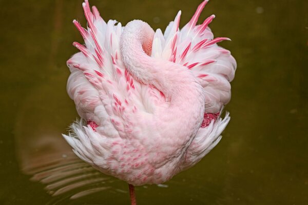 Pink flamingo sleeps in the water
