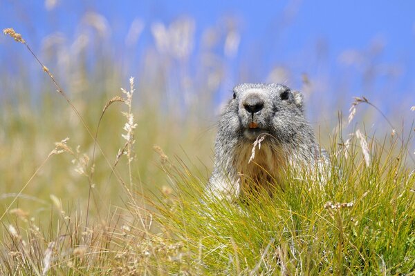 The gopher is hiding in the green grass