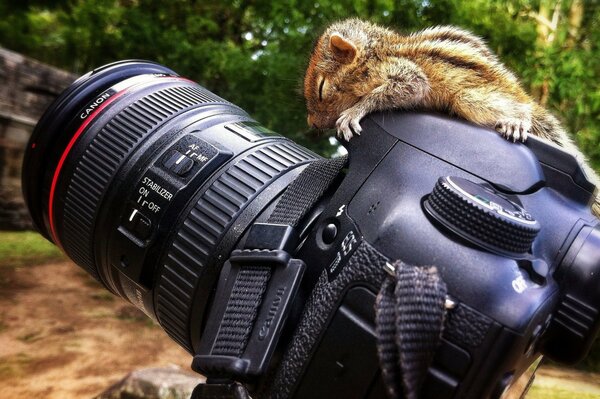 The little chipmunk dozed off on the camera