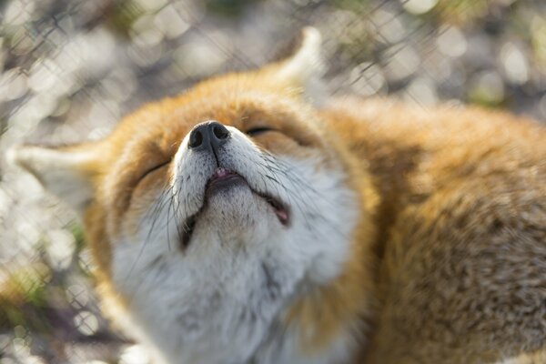 Ein Fuchs, der die Sonnenstrahlen im frühen Frühling genießt