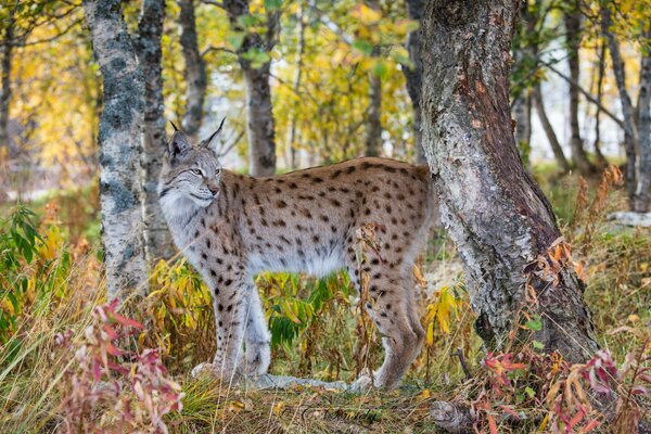 Lince depredador entre los árboles de otoño en el bosque