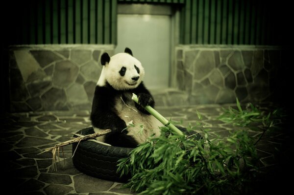 Trattamento di bambù del panda allo zoo