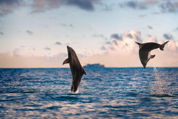 Dolphin games sea nature