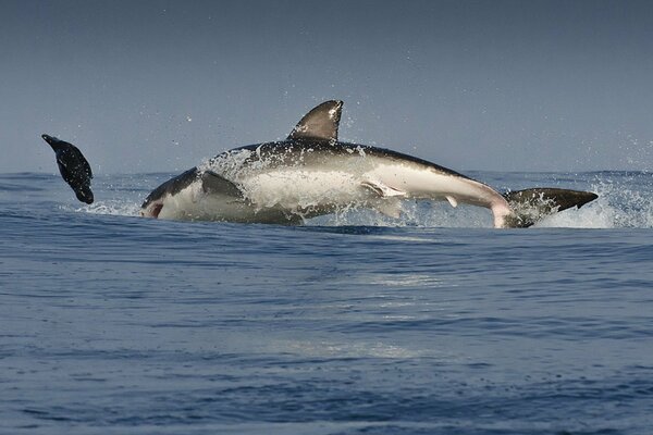 Shark, blood, splashes, predators in the water