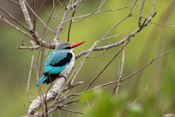 Kingfisher blue on a dry branch