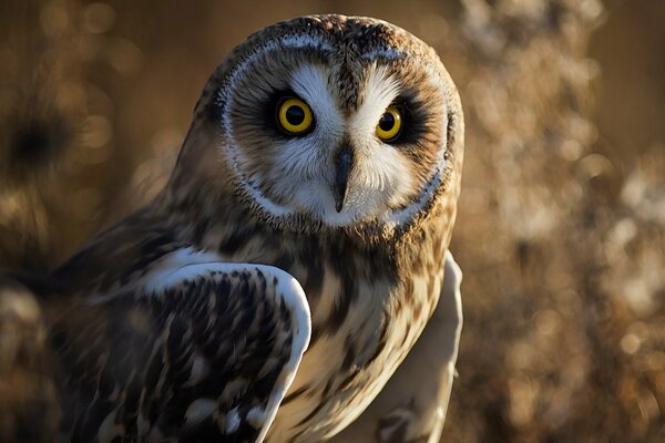 Oiseau hibou dans la nature